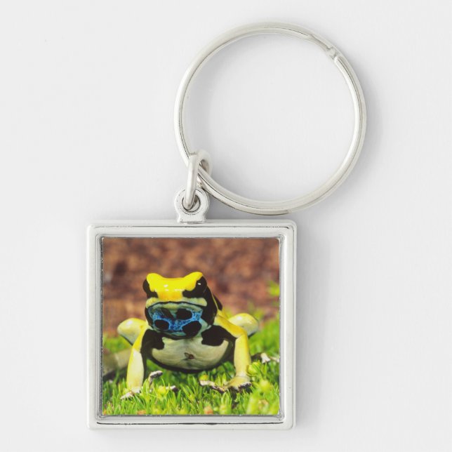 Giftfrosch, Dendrobate, Tinktorius, Schlüsselanhänger (Vorne)