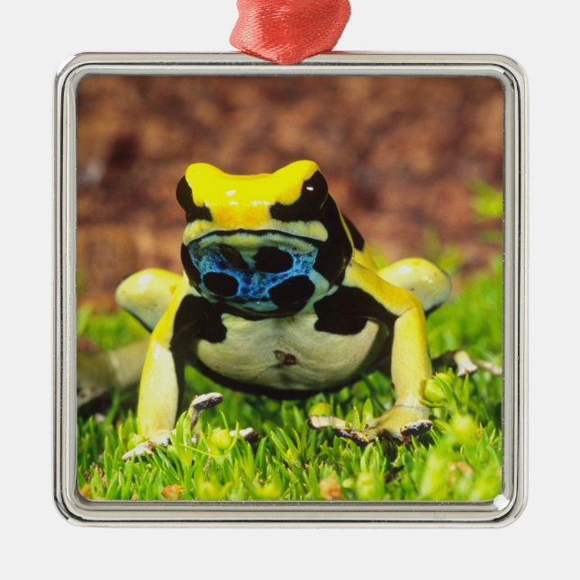 Giftfrosch, Dendrobate, Tinktorius, Silbernes Ornament (Vorne)