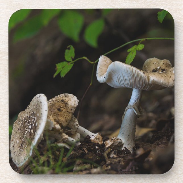 Giftige Schönheit Getränkeuntersetzer (Vorderseite)