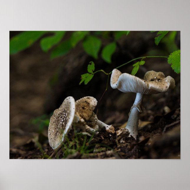 Giftige Schönheit Poster (Vorne)