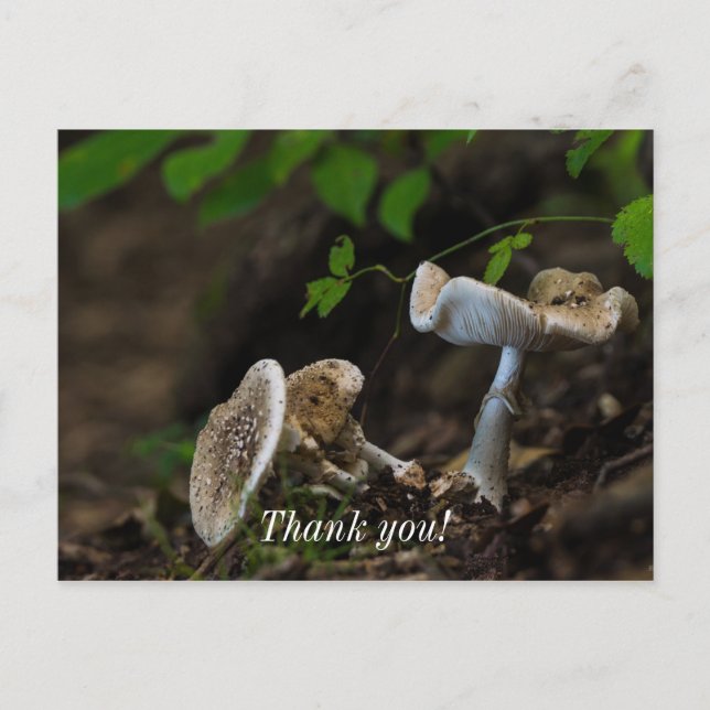 Giftige Schönheit Postkarte (Vorderseite)