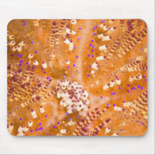 Giftiger Feuer-Bengel (Asthenosoma varium) Mousepad