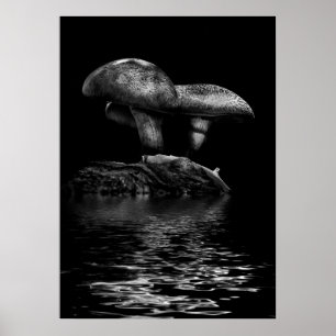 Giftpilze auf einem Wanderweg Reflektion Nr. 5 Poster