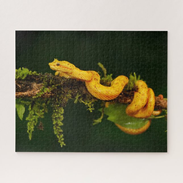 Giftschlange aus Costa Rica (Horizontal)