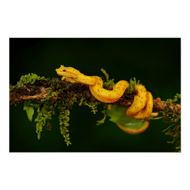 Giftschlange aus Costa Rica Poster (Vorderseite)