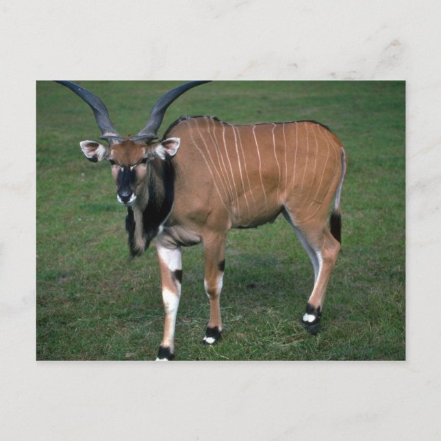 Gigant/Lord Derby's Eland-young bull Postkarte (Vorderseite)