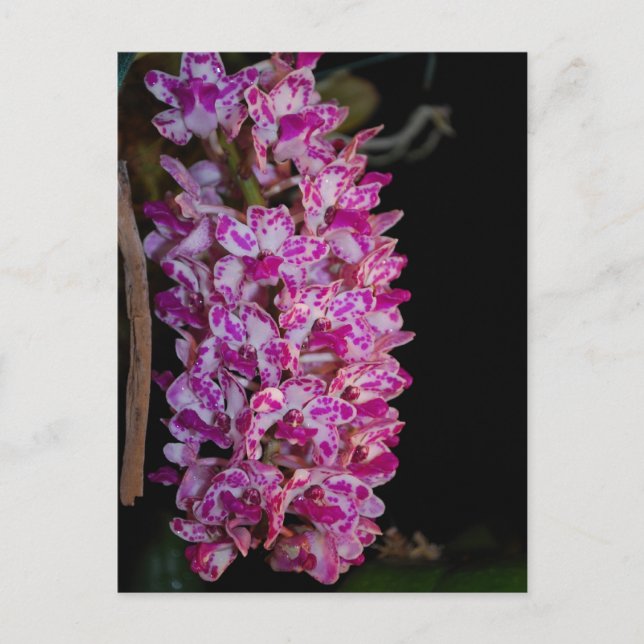 Gigantea-Orchid Postkarte (Vorderseite)