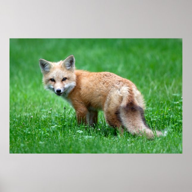 Gigantic Red Fox Poster (Vorne)