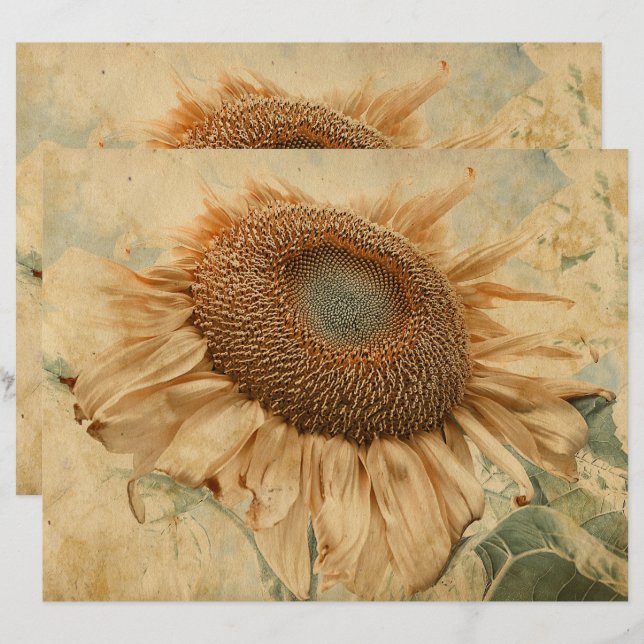 Gigantische Sonnenblumen Gelb Alte Vintage Dekorat (Vorne/Hinten)