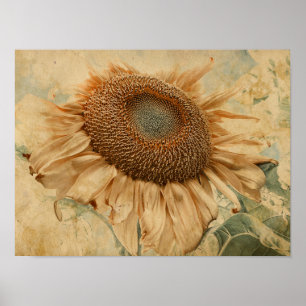 Gigantische Sonnenblumen Gelb Alte Vintage Dekorat Poster