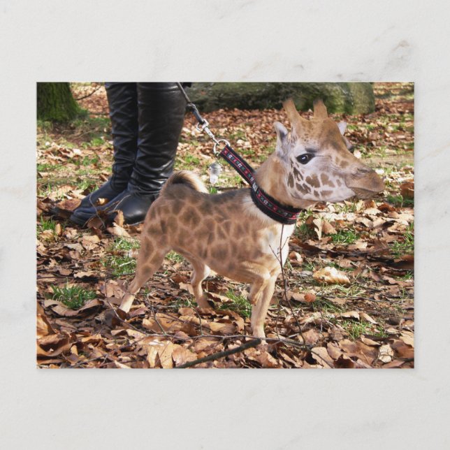 Gihuahua Postkarte (Vorderseite)