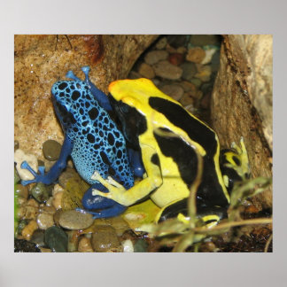 Giison Dart Frogs Poster