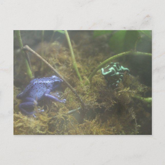 Giison Dart Frogs Postkarte (Vorderseite)