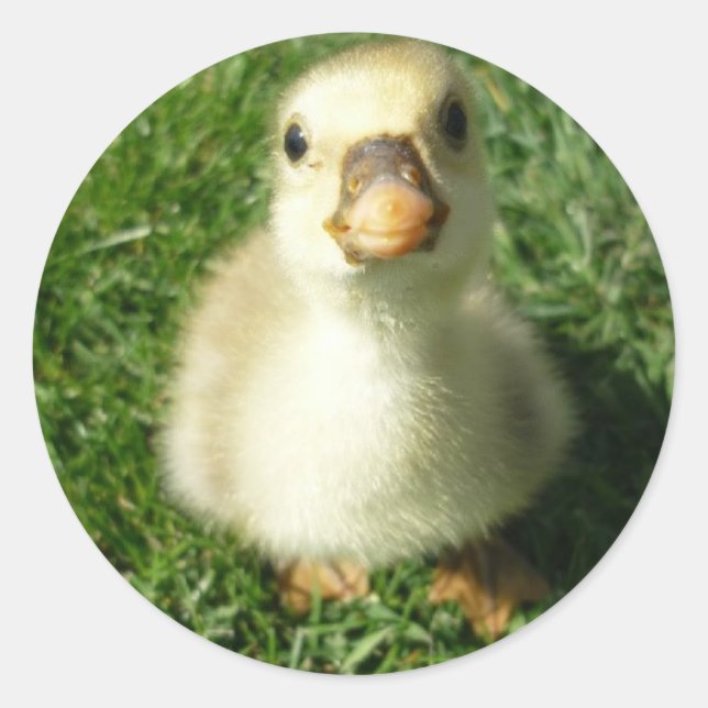 Gijs Runder Aufkleber (Vorderseite)