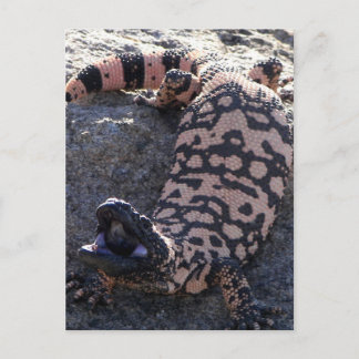 Gila Monster Postkarte