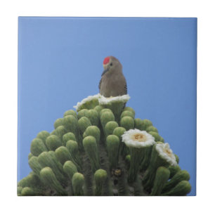 Gila-Specht auf Saguaro-Blüte Fliese