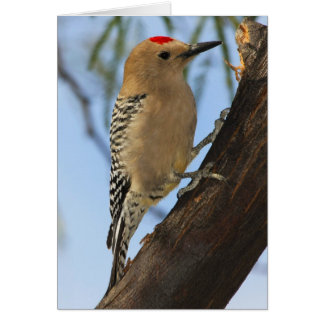 Gila Woodpecker 251a