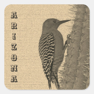 Gila Woodpecker Clings to Saguaro Cactus Arizona Quadratischer Aufkleber