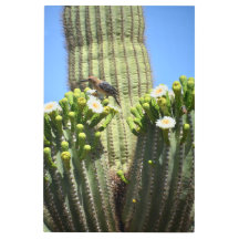 Gila Woodpecker et Cactus Blooms