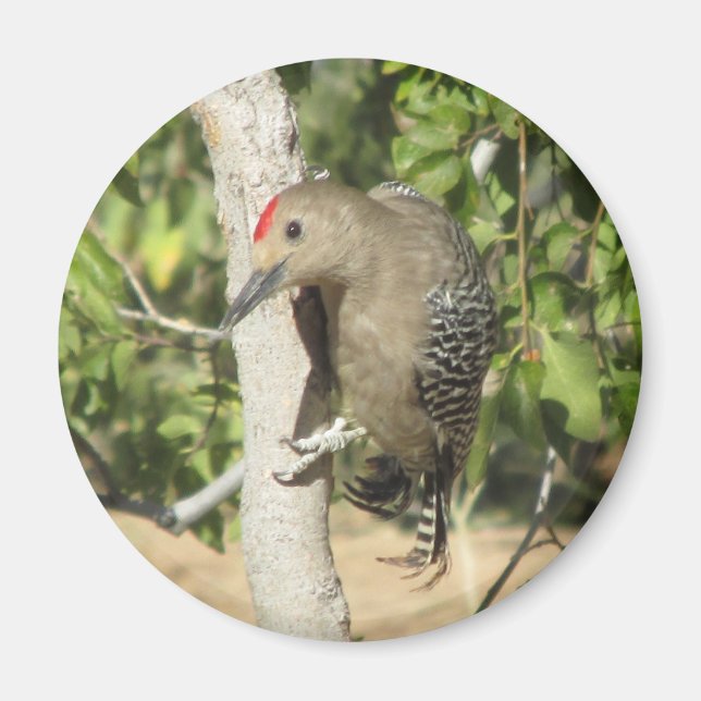 Gila Woodpecker Magnet (Vorne)