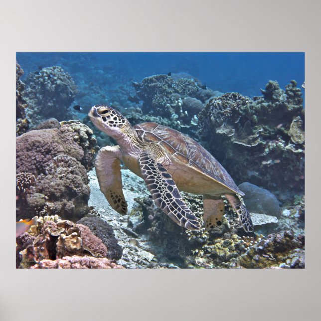 Gili Green Turtle Poster (Vorne)
