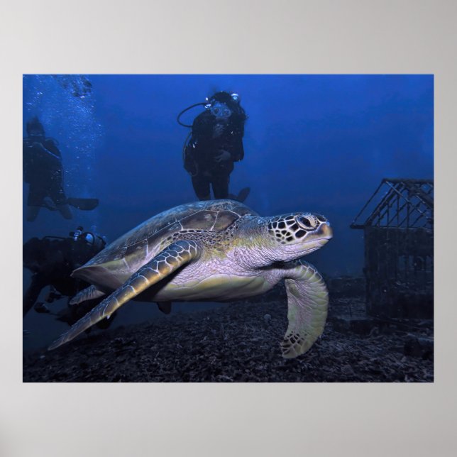 Gili Green Turtle with Diver Poster (Vorne)