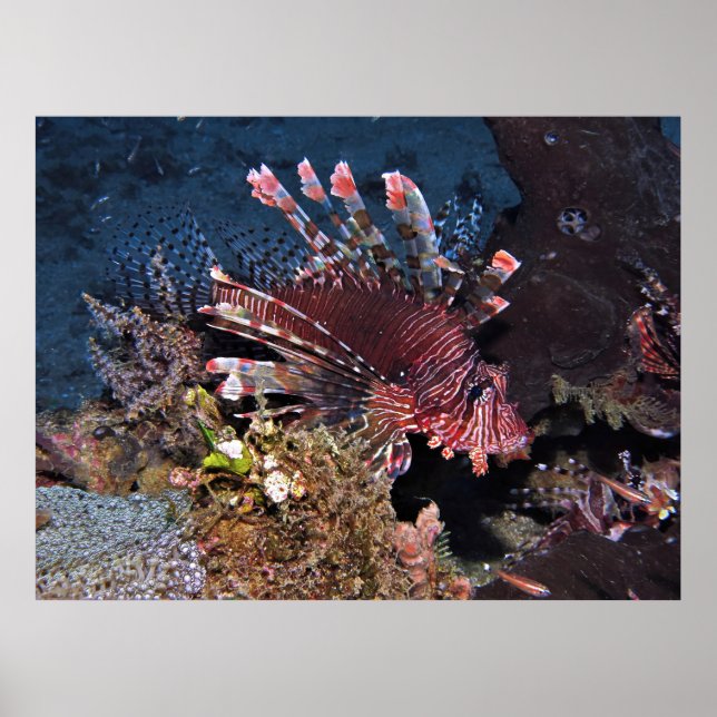 Gili Lionfish Poster (Vorne)