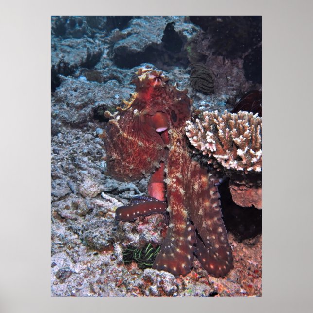Gili Octopus Portrait Poster (Vorne)