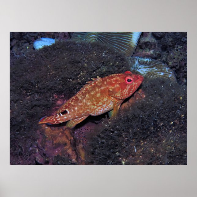 Gili T Scorpionfish Poster (Vorne)