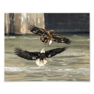 Gimme den Fisch. (Eagle Chase) Fotodruck