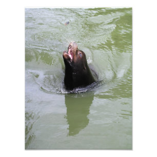 Gimme Fish...JETZT Fotodruck
