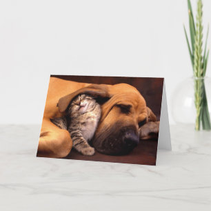 Gimme Shelter. Karte