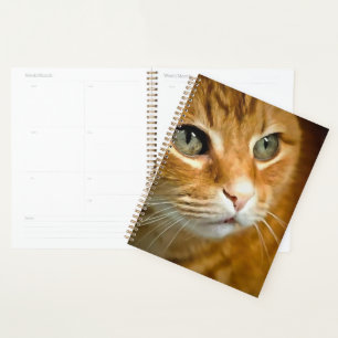 Gingembre adorable Tabby Chat Poster Portrait anim