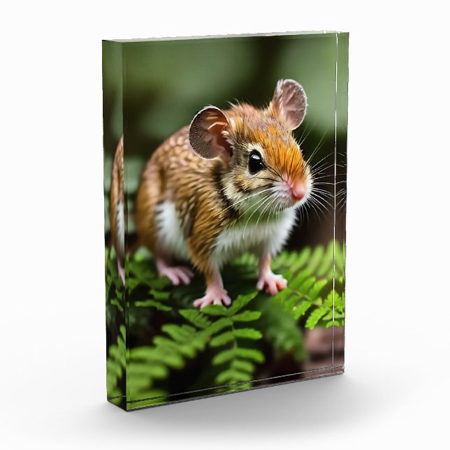 Ginger Australian Hopping Mouse, Foto Block (Links)