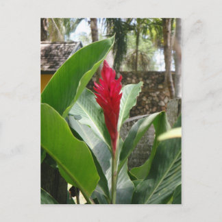 Ginger Blume Postcard Postkarte