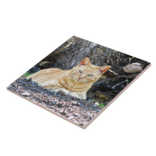 Ginger Boy Fliese