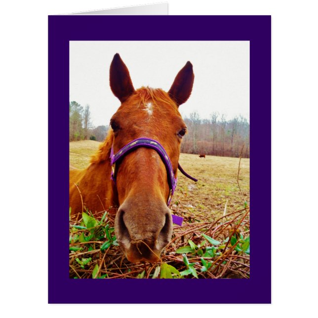 Ginger Brown Horse Face (Vorderseite)