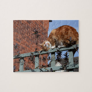Ginger Cat