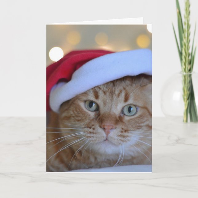 GINGER CAT CHRISTMAS-KARTE FEIERTAGSKARTE (Vorderseite)