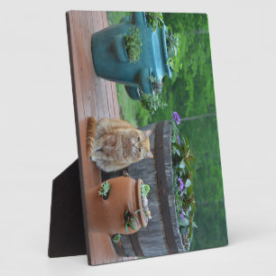 Ginger Cat Fotoplatte