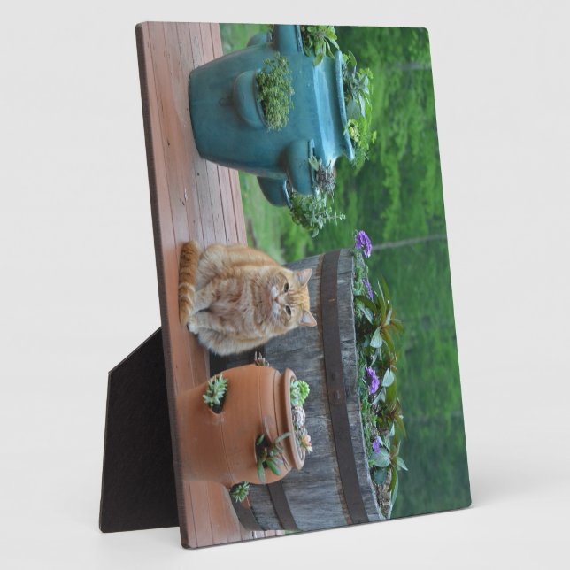 Ginger Cat Fotoplatte (Seite)