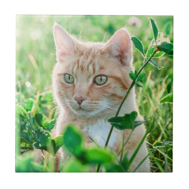 Ginger Cat with Green Eyes in Grass Fliese (Vorderseite)