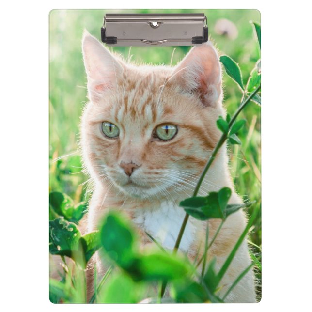 Ginger Cat with Green Eyes in Grass Klemmbrett (Vorderseite)