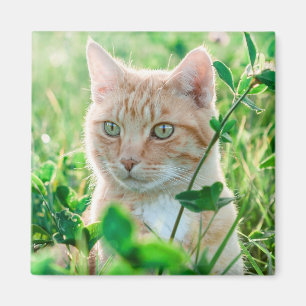 Ginger Cat with Green Eyes in Grass Magnet