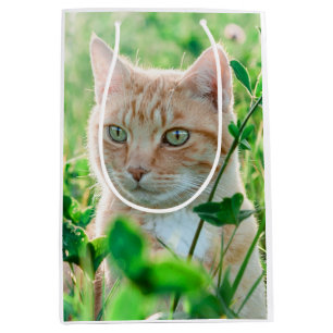 Ginger Cat with Green Eyes in Grass Mittlere Geschenktüte