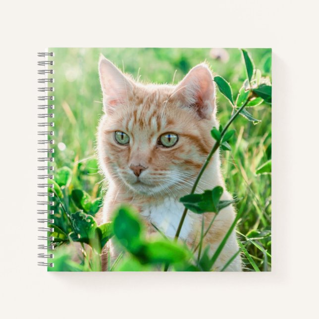 Ginger Cat with Green Eyes in Grass Notizbuch (Vorderseite)