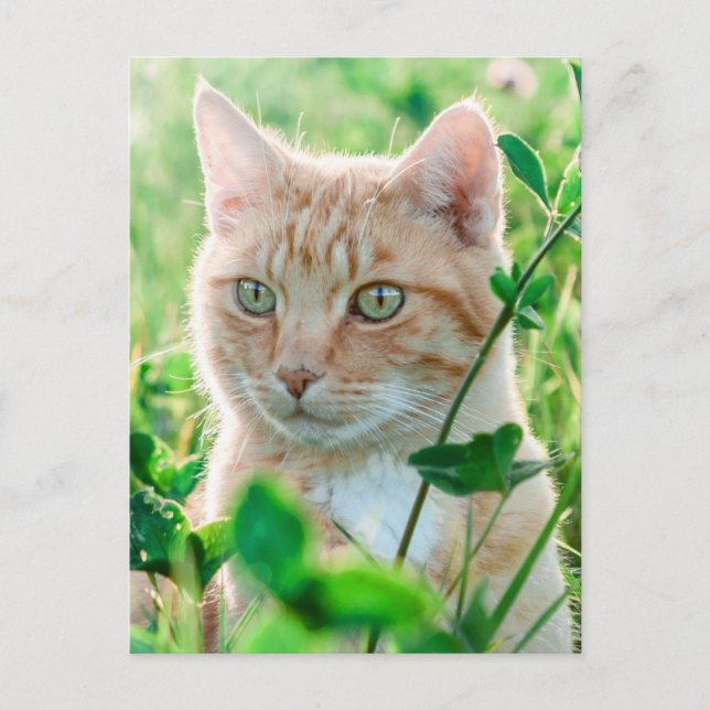 Ginger Cat with Green Eyes in Grass Postkarte (Vorderseite)