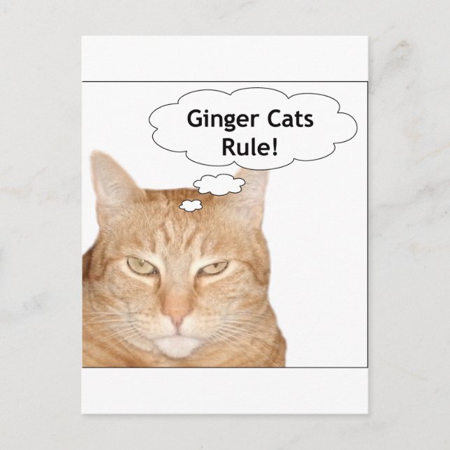 Ginger Cats Regel! Postkarte (Vorderseite)