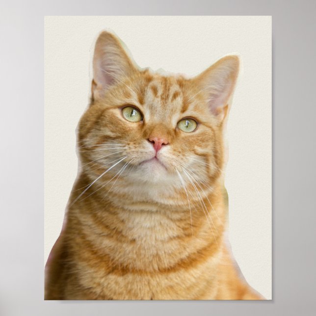 Ginger Katzengrüne Augen Poster (Vorne)