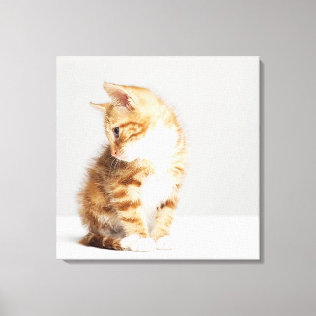 Ginger Kitten Leinwanddruck (Vorderseite)
